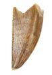 Serrated, Raptor Tooth - Morocco #56571-1